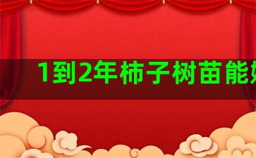 1到2年柿子树苗能嫁接