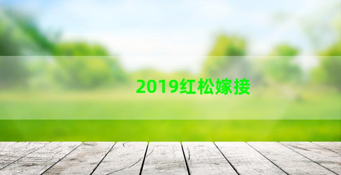 2019红松嫁接