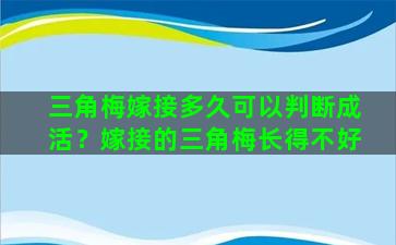 三角梅嫁接多久可以判断成活？嫁接的三角梅长得不好