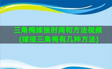 三角梅嫁接时间和方法视频(嫁接三角梅有几种方法)