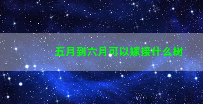 五月到六月可以嫁接什么树