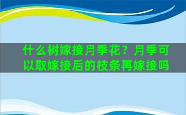 什么树嫁接月季花？月季可以取嫁接后的枝条再嫁接吗