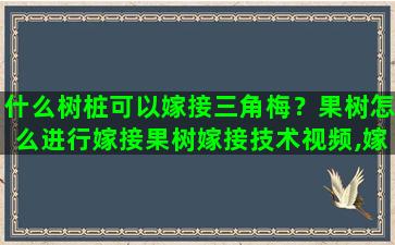 什么树桩可以嫁接三角梅？果树怎么进行嫁接果树嫁接技术视频,嫁接方法图解