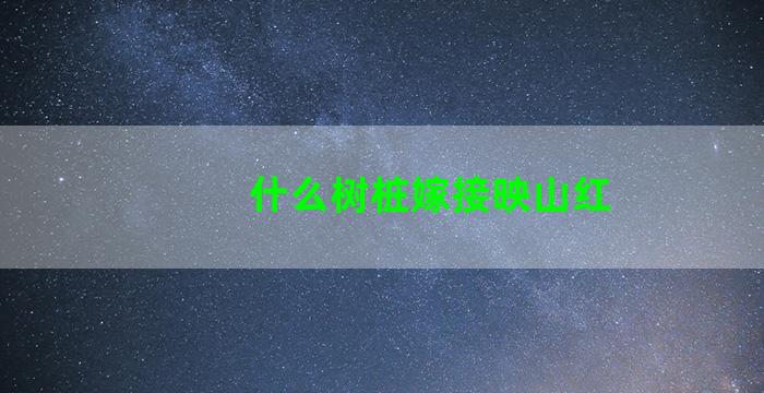 什么树桩嫁接映山红