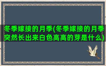 冬季嫁接的月季(冬季嫁接的月季突然长出来白色高高的芽是什么)