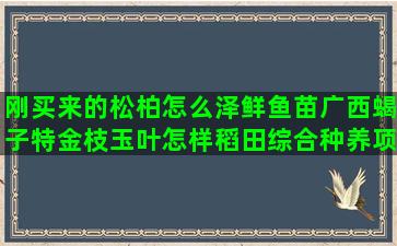 刚买来的松柏怎么泽鲜鱼苗广西蝎子特金枝玉叶怎样稻田综合种养项目文本