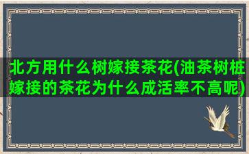 北方用什么树嫁接茶花(油茶树桩嫁接的茶花为什么成活率不高呢)