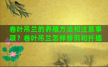 卷叶吊兰的养殖方法和注意事项？卷叶吊兰怎样修剪和扦插