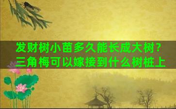 发财树小苗多久能长成大树？三角梅可以嫁接到什么树桩上