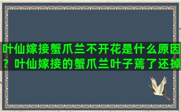 叶仙嫁接蟹爪兰不开花是什么原因？叶仙嫁接的蟹爪兰叶子蔫了还掉叶子啥原因