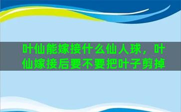 叶仙能嫁接什么仙人球，叶仙嫁接后要不要把叶子剪掉