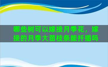 哪些树可以嫁接月季花，嫁接的月季大苗枝条能扦插吗