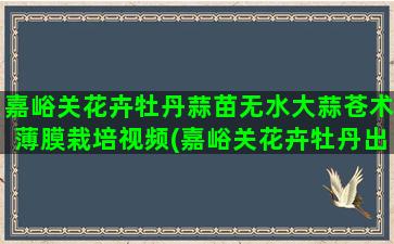 嘉峪关花卉牡丹蒜苗无水大蒜苍术薄膜栽培视频(嘉峪关花卉牡丹出售)