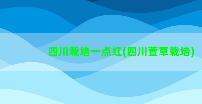 四川栽培一点红(四川萱草栽培)