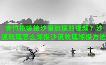 夹竹桃嫁接沙漠玫瑰的视频？沙漠玫瑰怎么嫁接沙漠玫瑰嫁接方法