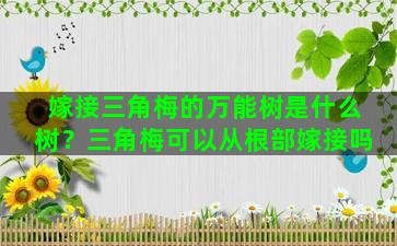 嫁接三角梅的万能树是什么树？三角梅可以从根部嫁接吗