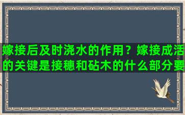 嫁接后及时浇水的作用？嫁接成活的关键是接穗和砧木的什么部分要紧密结合