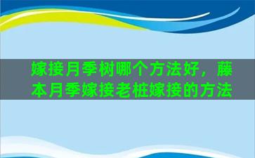 嫁接月季树哪个方法好，藤本月季嫁接老桩嫁接的方法