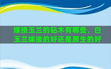 嫁接玉兰的砧木有哪些，白玉兰嫁接的好还是原生的好