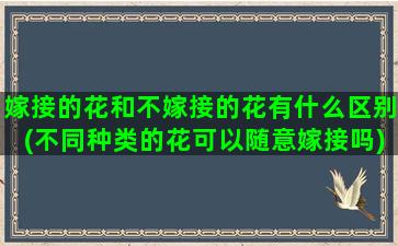 嫁接的花和不嫁接的花有什么区别(不同种类的花可以随意嫁接吗)