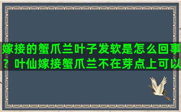 嫁接的蟹爪兰叶子发软是怎么回事？叶仙嫁接蟹爪兰不在芽点上可以吗