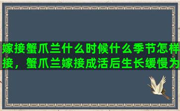 嫁接蟹爪兰什么时候什么季节怎样接，蟹爪兰嫁接成活后生长缓慢为什么