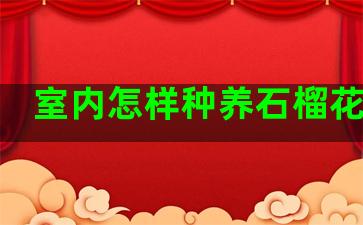 室内怎样种养石榴花盆栽