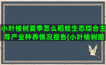 小叶榆树夏季怎么稻蛙生态综合主导产业种养情况报告(小叶榆树图片)