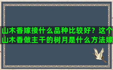 山木香嫁接什么品种比较好？这个山木香做主干的树月是什么方法嫁接的