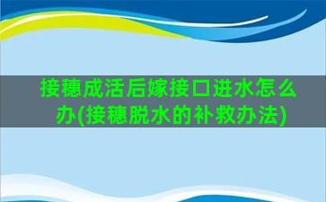 接穗成活后嫁接口进水怎么办(接穗脱水的补救办法)