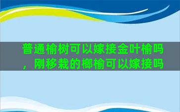 普通榆树可以嫁接金叶榆吗，刚移栽的榔榆可以嫁接吗