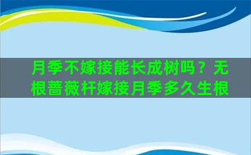 月季不嫁接能长成树吗？无根蔷薇杆嫁接月季多久生根