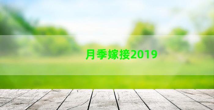 月季嫁接2019