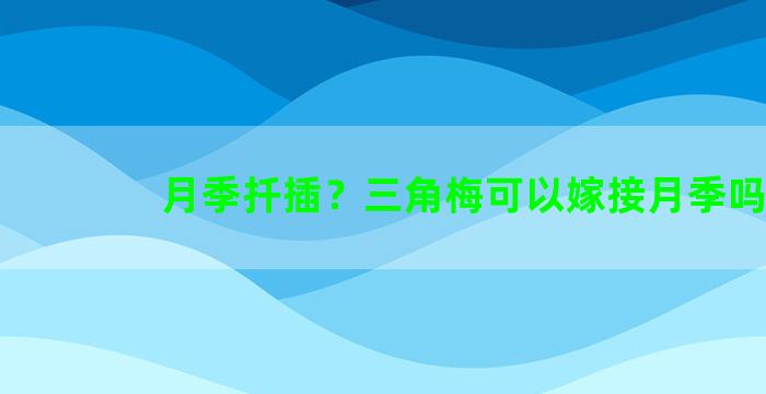 月季扦插？三角梅可以嫁接月季吗