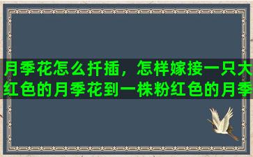 月季花怎么扦插，怎样嫁接一只大红色的月季花到一株粉红色的月季花上