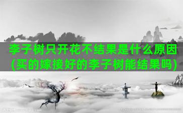 李子树只开花不结果是什么原因(买的嫁接好的李子树能结果吗)