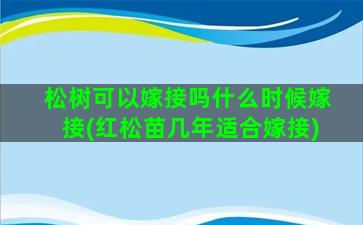 松树可以嫁接吗什么时候嫁接(红松苗几年适合嫁接)