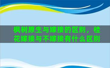 枫树原生与嫁接的区别，桂花嫁接与不嫁接有什么区别