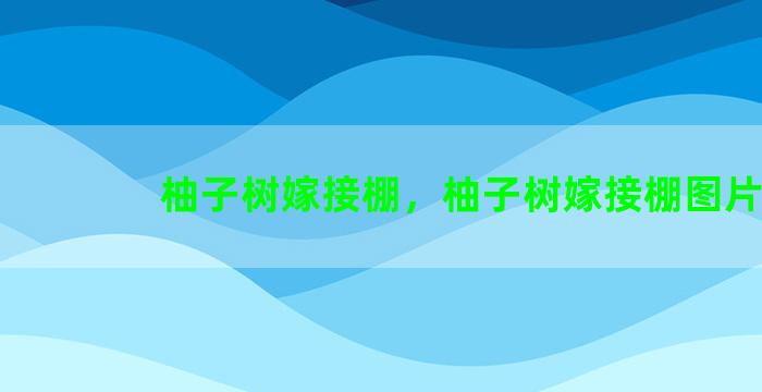 柚子树嫁接棚，柚子树嫁接棚图片