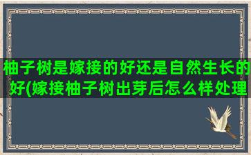 柚子树是嫁接的好还是自然生长的好(嫁接柚子树出芽后怎么样处理)