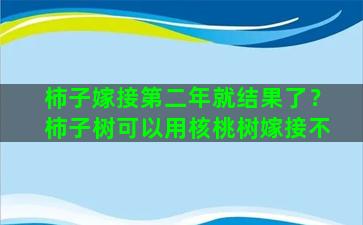 柿子嫁接第二年就结果了？柿子树可以用核桃树嫁接不