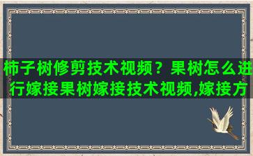 柿子树修剪技术视频？果树怎么进行嫁接果树嫁接技术视频,嫁接方法图解