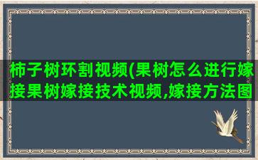 柿子树环割视频(果树怎么进行嫁接果树嫁接技术视频,嫁接方法图解)