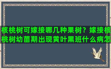 核桃树可嫁接哪几种果树？嫁接核桃树幼苗期出现黄叶黑班什么病怎样防制