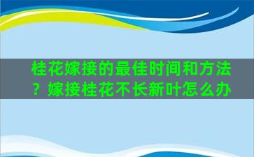 桂花嫁接的最佳时间和方法？嫁接桂花不长新叶怎么办