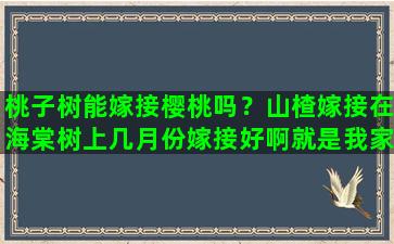 桃子树能嫁接樱桃吗？山楂嫁接在海棠树上几月份嫁接好啊就是我家