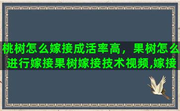 桃树怎么嫁接成活率高，果树怎么进行嫁接果树嫁接技术视频,嫁接方法图解