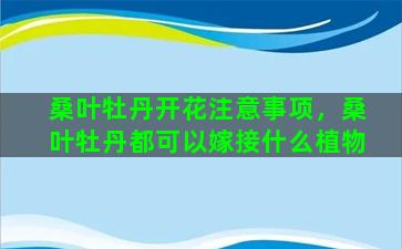 桑叶牡丹开花注意事项，桑叶牡丹都可以嫁接什么植物