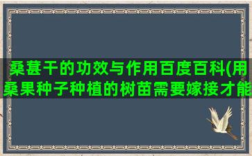 桑葚干的功效与作用百度百科(用桑果种子种植的树苗需要嫁接才能结果吗我用桑椹果种的树苗，长大以后不嫁接能结桑椹果吗)