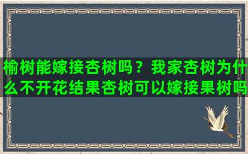 榆树能嫁接杏树吗？我家杏树为什么不开花结果杏树可以嫁接果树吗